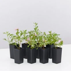 Shrubs Border Plants Scaevola Humilis Sitting Pretty