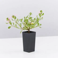 Shrubs Border Plants Scaevola Humilis Sitting Pretty