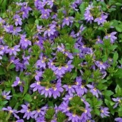Shrubs Scaevola Aemula Purple Fanfare