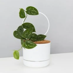 Pot + Plant Gift Box Easy Care Plants DIY Houseplant Gift Box - Includes Stake