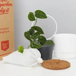 Pot + Plant Gift Box Easy Care Plants DIY Houseplant Gift Box - Includes Stake