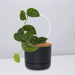 Pot + Plant Gift Box Easy Care Plants DIY Houseplant Gift Box - Includes Stake