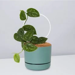 Pot + Plant Gift Box Easy Care Plants DIY Houseplant Gift Box - Includes Stake