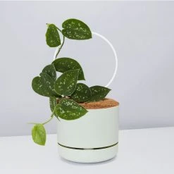 Pot + Plant Gift Box Easy Care Plants DIY Houseplant Gift Box - Includes Stake