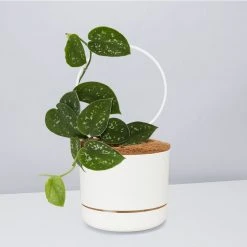 Pot + Plant Gift Box Easy Care Plants DIY Houseplant Gift Box - Includes Stake