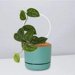 Pot + Plant Gift Box Easy Care Plants DIY Houseplant Gift Box - Includes Stake