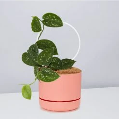 Pot + Plant Gift Box Easy Care Plants DIY Houseplant Gift Box - Includes Stake