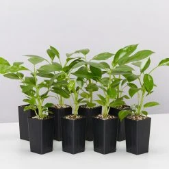 Indoor Garden Schefflera Amate Alpine