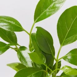 Indoor Garden Schefflera Amate Alpine