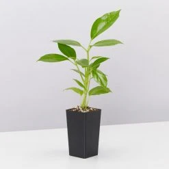 Indoor Garden Schefflera Amate Alpine