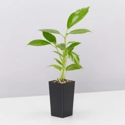 Indoor Garden The Plant Killers Houseplant Pack Easy Care Plants