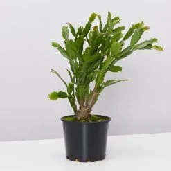 Pot + Plant Gift Box Ground Covers Schlumbergera Truncata - Pot + Plant + Soil 34 Pot + Plant Gift Box Ground Covers Schlumbergera Truncata - Pot + Plant + Soil