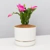 Pot + Plant Gift Box Ground Covers Schlumbergera Truncata - Pot + Plant + Soil