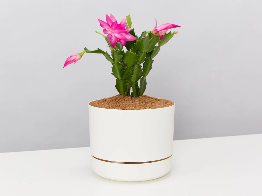 Pot + Plant Gift Box Ground Covers Schlumbergera Truncata - Pot + Plant + Soil 3 Pot + Plant Gift Box Ground Covers Schlumbergera Truncata - Pot + Plant + Soil