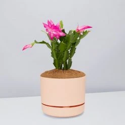 Pot + Plant Gift Box Ground Covers Schlumbergera Truncata - Pot + Plant + Soil 24 Pot + Plant Gift Box Ground Covers Schlumbergera Truncata - Pot + Plant + Soil