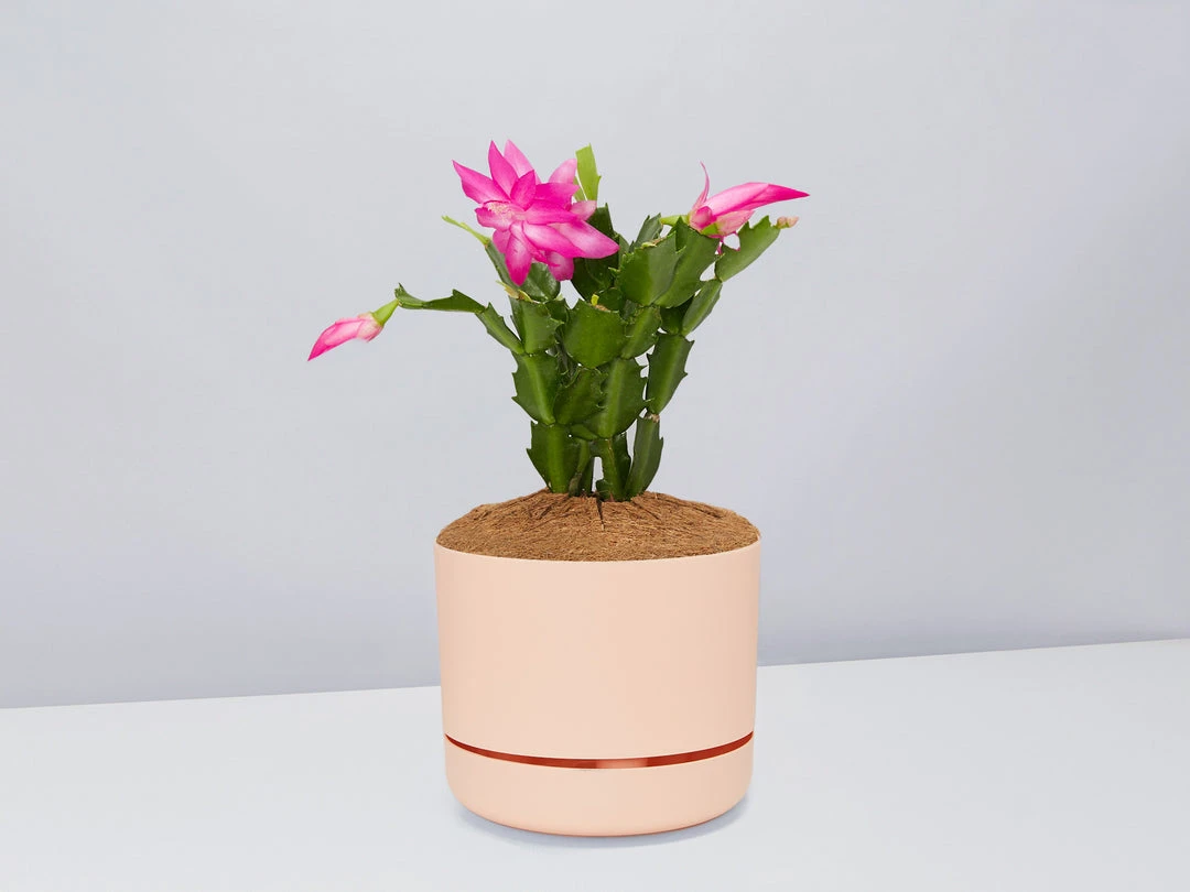 Pot + Plant Gift Box Ground Covers Schlumbergera Truncata - Pot + Plant + Soil 7 Pot + Plant Gift Box Ground Covers Schlumbergera Truncata - Pot + Plant + Soil