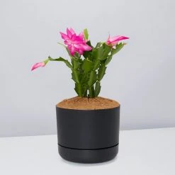 Pot + Plant Gift Box Ground Covers Schlumbergera Truncata - Pot + Plant + Soil