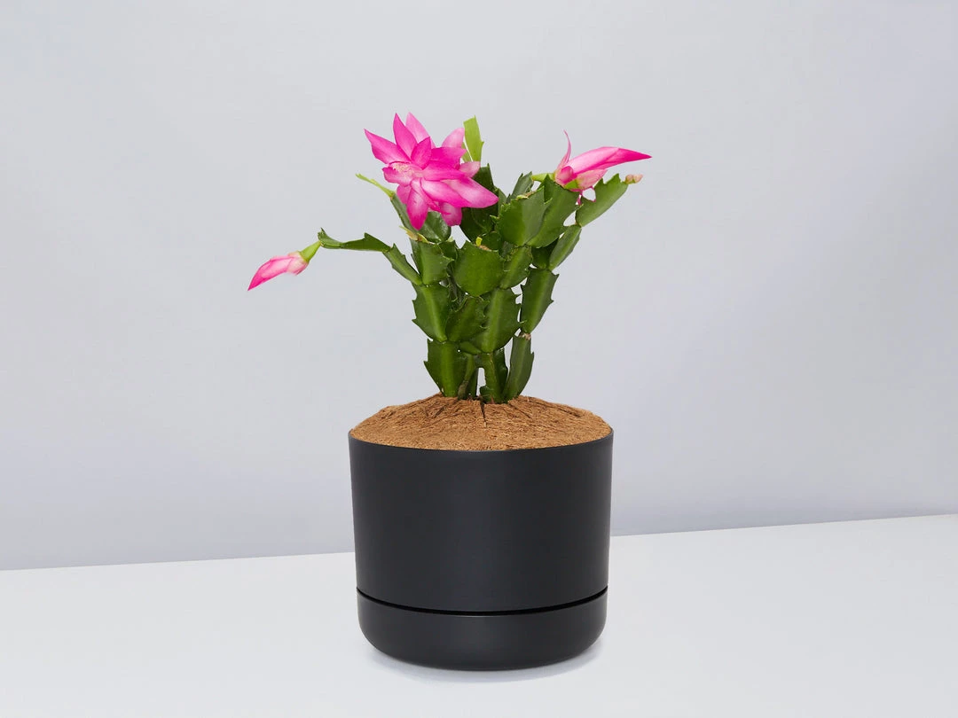 Pot + Plant Gift Box Ground Covers Schlumbergera Truncata - Pot + Plant + Soil 4 Pot + Plant Gift Box Ground Covers Schlumbergera Truncata - Pot + Plant + Soil