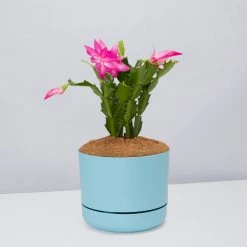 Pot + Plant Gift Box Ground Covers Schlumbergera Truncata - Pot + Plant + Soil 25 Pot + Plant Gift Box Ground Covers Schlumbergera Truncata - Pot + Plant + Soil