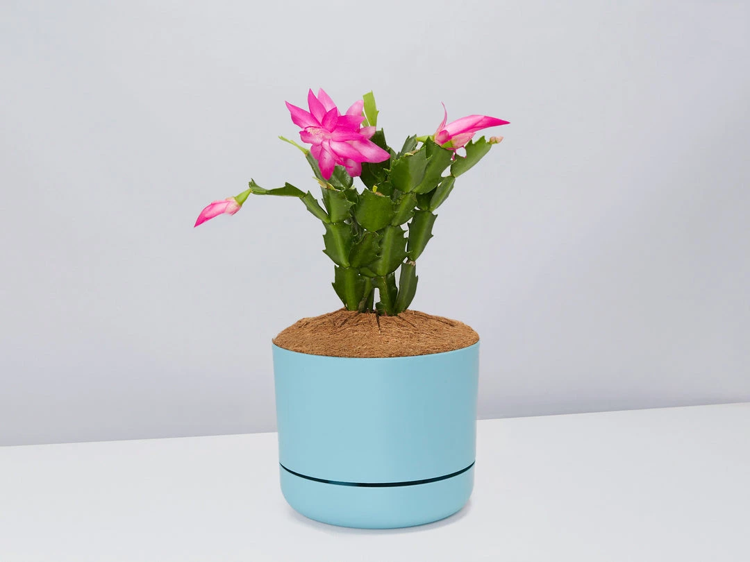 Pot + Plant Gift Box Ground Covers Schlumbergera Truncata - Pot + Plant + Soil 8 Pot + Plant Gift Box Ground Covers Schlumbergera Truncata - Pot + Plant + Soil