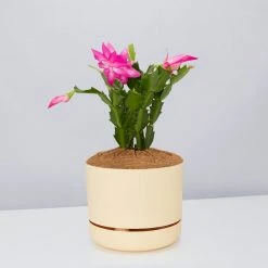 Pot + Plant Gift Box Ground Covers Schlumbergera Truncata - Pot + Plant + Soil 22 Pot + Plant Gift Box Ground Covers Schlumbergera Truncata - Pot + Plant + Soil