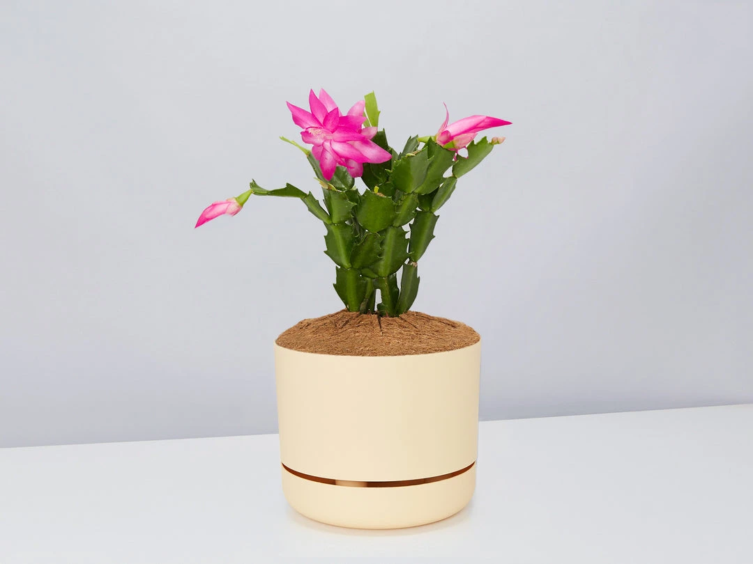 Pot + Plant Gift Box Ground Covers Schlumbergera Truncata - Pot + Plant + Soil 5 Pot + Plant Gift Box Ground Covers Schlumbergera Truncata - Pot + Plant + Soil