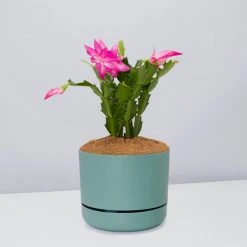 Pot + Plant Gift Box Ground Covers Schlumbergera Truncata - Pot + Plant + Soil 32 Pot + Plant Gift Box Ground Covers Schlumbergera Truncata - Pot + Plant + Soil