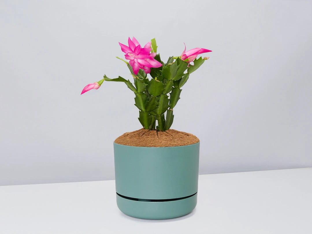 Pot + Plant Gift Box Ground Covers Schlumbergera Truncata - Pot + Plant + Soil 15 Pot + Plant Gift Box Ground Covers Schlumbergera Truncata - Pot + Plant + Soil