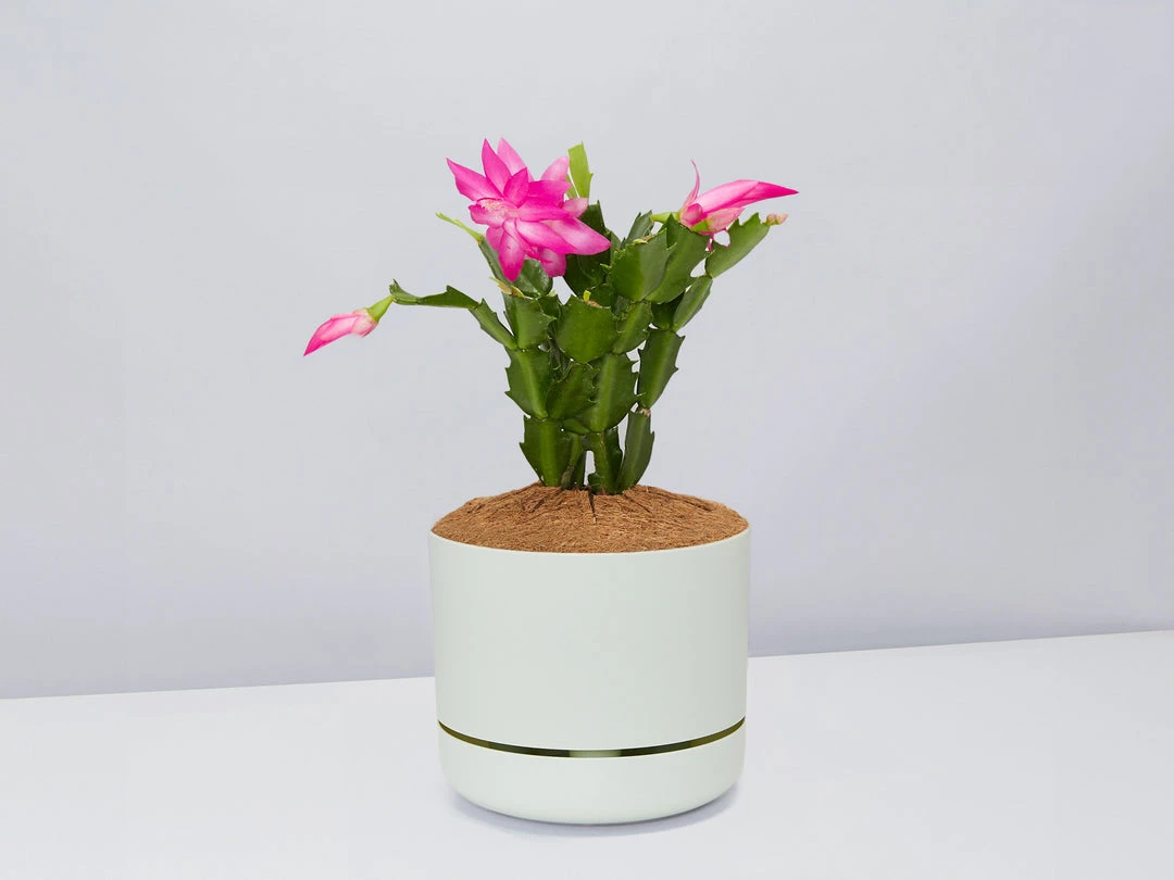 Pot + Plant Gift Box Ground Covers Schlumbergera Truncata - Pot + Plant + Soil 12 Pot + Plant Gift Box Ground Covers Schlumbergera Truncata - Pot + Plant + Soil