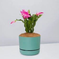 Pot + Plant Gift Box Ground Covers Schlumbergera Truncata - Pot + Plant + Soil 27 Pot + Plant Gift Box Ground Covers Schlumbergera Truncata - Pot + Plant + Soil