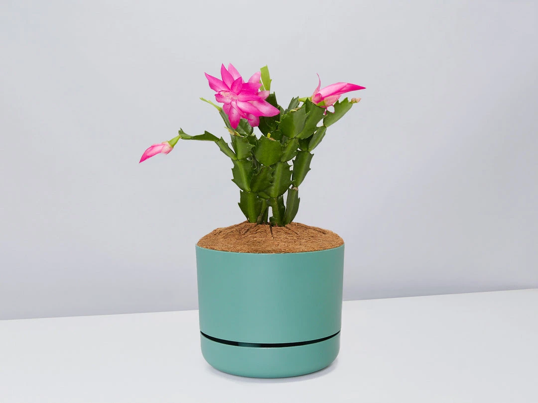 Pot + Plant Gift Box Ground Covers Schlumbergera Truncata - Pot + Plant + Soil 10 Pot + Plant Gift Box Ground Covers Schlumbergera Truncata - Pot + Plant + Soil