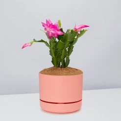 Pot + Plant Gift Box Ground Covers Schlumbergera Truncata - Pot + Plant + Soil 33 Pot + Plant Gift Box Ground Covers Schlumbergera Truncata - Pot + Plant + Soil