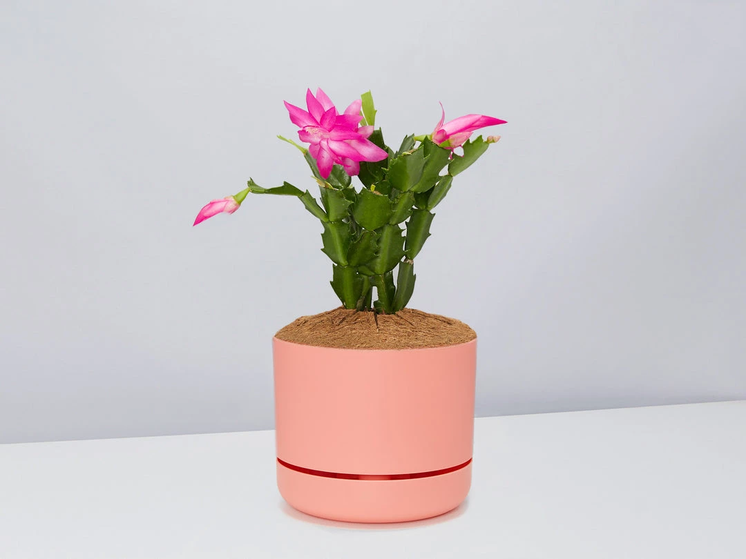 Pot + Plant Gift Box Ground Covers Schlumbergera Truncata - Pot + Plant + Soil 16 Pot + Plant Gift Box Ground Covers Schlumbergera Truncata - Pot + Plant + Soil