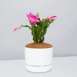 Pot + Plant Gift Box Ground Covers Schlumbergera Truncata - Pot + Plant + Soil 23 Pot + Plant Gift Box Ground Covers Schlumbergera Truncata - Pot + Plant + Soil