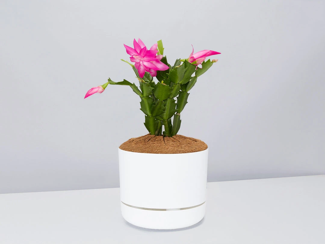 Pot + Plant Gift Box Ground Covers Schlumbergera Truncata - Pot + Plant + Soil 6 Pot + Plant Gift Box Ground Covers Schlumbergera Truncata - Pot + Plant + Soil