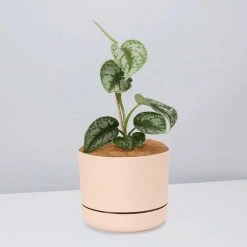 Pot + Plant Gift Box Satin Pothos Scindapsus Pictus Exotica - Pot + Plant + Soil