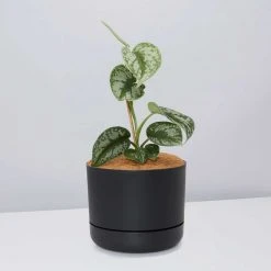 Pot + Plant Gift Box Satin Pothos Scindapsus Pictus Exotica - Pot + Plant + Soil
