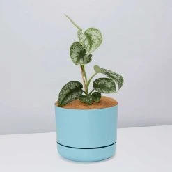 Pot + Plant Gift Box Satin Pothos Scindapsus Pictus Exotica - Pot + Plant + Soil