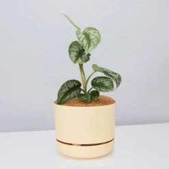 Pot + Plant Gift Box Satin Pothos Scindapsus Pictus Exotica - Pot + Plant + Soil