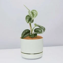 Pot + Plant Gift Box Satin Pothos Scindapsus Pictus Exotica - Pot + Plant + Soil