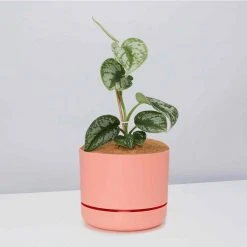 Pot + Plant Gift Box Satin Pothos Scindapsus Pictus Exotica - Pot + Plant + Soil