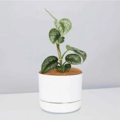 Pot + Plant Gift Box Satin Pothos Scindapsus Pictus Exotica - Pot + Plant + Soil
