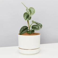 Pot + Plant Gift Box Satin Pothos Scindapsus Pictus Exotica - Pot + Plant + Soil