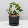 Pot + Plant Gift Box Easy Care Plants DIY Houseplant Gift Box - Includes Stake 1 Pot + Plant Gift Box Easy Care Plants DIY Houseplant Gift Box - Includes Stake