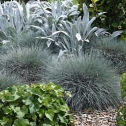 Shrubs Festuca Glauca Beyond Blue Border Plants 12 Shrubs Festuca Glauca Beyond Blue Border Plants