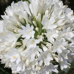 Shrubs Agapanthus Orientalis River Garden White Plant Pack