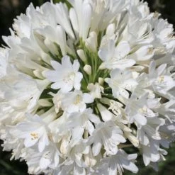 Shrubs Climbing Plants She's All That - The Flowering Pack 19 Shrubs Climbing Plants She's All That - The Flowering Pack