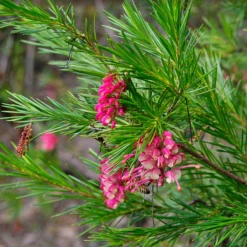 Shrubs Assorted Grevillea Plant Pack