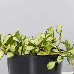 Indoor Garden The Houseplant ???? Wishlist Box Air Purifying