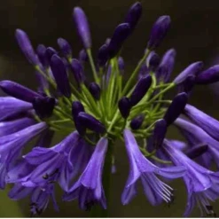 Shrubs Agapanthus Africanus Purple Cloud